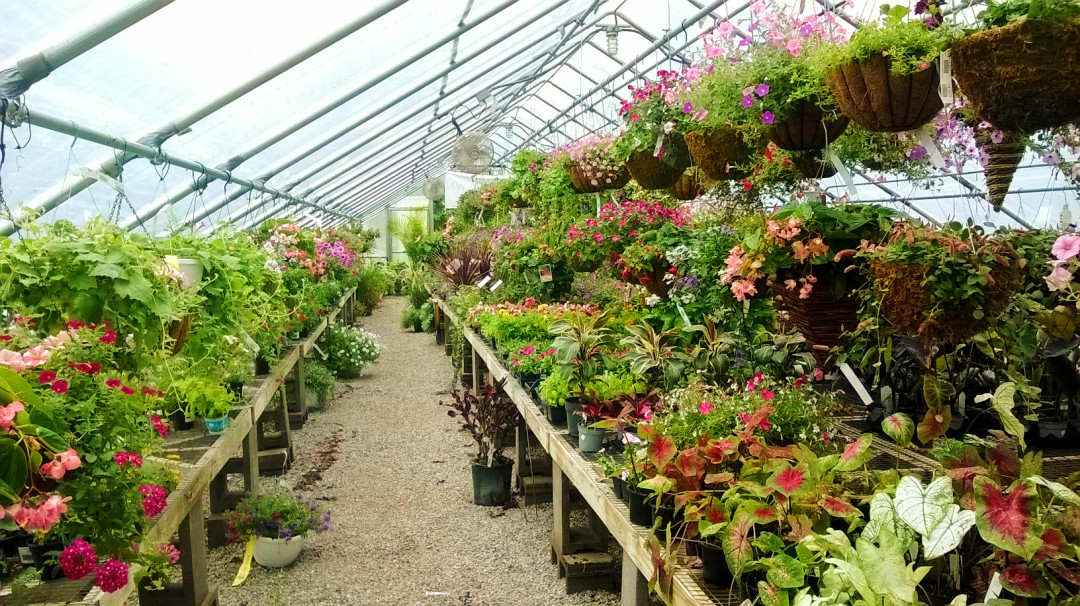 Annuals Landscaping MaterialSaint CharlesWentzvilleWorld Outdoor